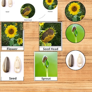 Karty z cyklu życia słonecznika, 3 części | Montessori Botany Learning (do pobrania w formacie PDF)