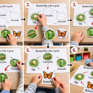 May include: A child's educational game illustrating the butterfly life cycle. The game includes circular cards depicting an egg, caterpillar, chrysalis, and butterfly, along with a diagram. The text "Butterfly Life Cycle" is visible.