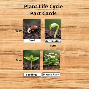 May include: Educational plant life cycle part cards. The cards show the stages of plant growth: seed, germination, seedling, and mature plant. The seed card is 10cm in length, the germination card is 8cm, and the seedling card is 9cm.