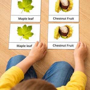 Könnte beinhalten: Vier Karten mit Abbildungen eines Ahornblattes und einer Kastanienfrucht. Die Karten sind mit "Maple leaf" und "Chestnut Fruit" beschriftet. Ein Kind hält die Karten auf einer Holzoberfläche.