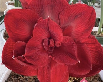 Regalo de planta de Hippeastrum rojo / Bulbos de flor de amarilis / Flor de lirio
