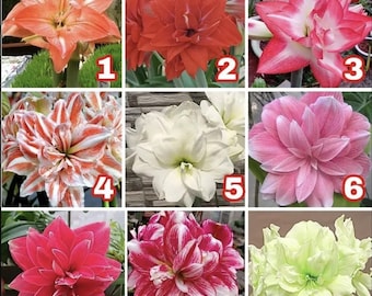 Mix + Presente Aleatório de Plantas Hippeastrum | Bulbos de Amarílis | Flor de Lírio