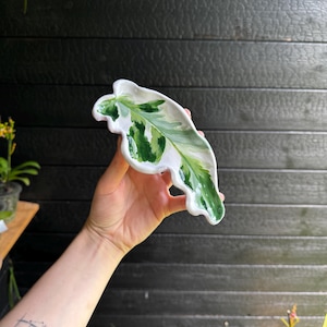 May include: A ceramic dish shaped like a long, curved leaf with a glossy white finish and hand-painted variegated patterns in shades of dark forest green and light lime green, featuring an organic, wavy edge and a smooth, concave surface.