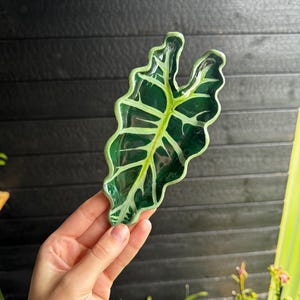 May include: A glossy ceramic trinket dish shaped like an Alocasia leaf, featuring a deep forest green surface with prominent, light green veins and a wavy, scalloped edge that mimics the natural contours of a tropical plant leaf.