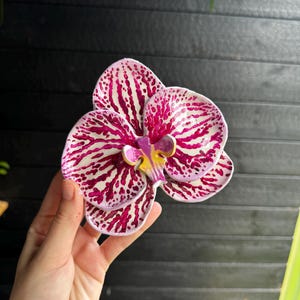 May include: A ceramic dish shaped like an orchid flower with a white base and vibrant magenta-pink speckled patterns. The centre of the flower features a raised detail with yellow and purple accents, creating a realistic floral appearance.