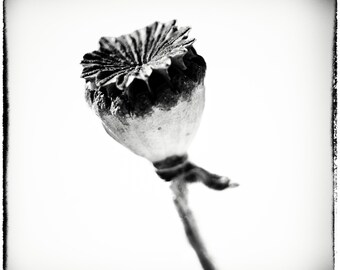 Square Black White Poppy Seed Head Canvas Print, Minimalist Flower Wall Art