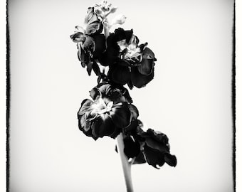 Square Black White Flower Canvas Print, Minimalist Photography Wall Art, Framed Monochrome Decor