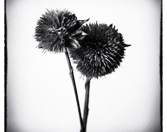 Impression sur toile de fleurs carrées noir et blanc, art mural photographie minimaliste