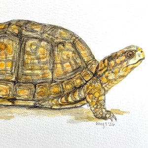 以下が含まれることがあります： 複雑な茶色と黄色の幾何学模様が描かれた、ドーム型の甲羅を持つハコガメの水彩画イラスト。カメは右を向いた横顔で描かれており、足の爪とアーティストの署名「KMG '24」が確認できます。