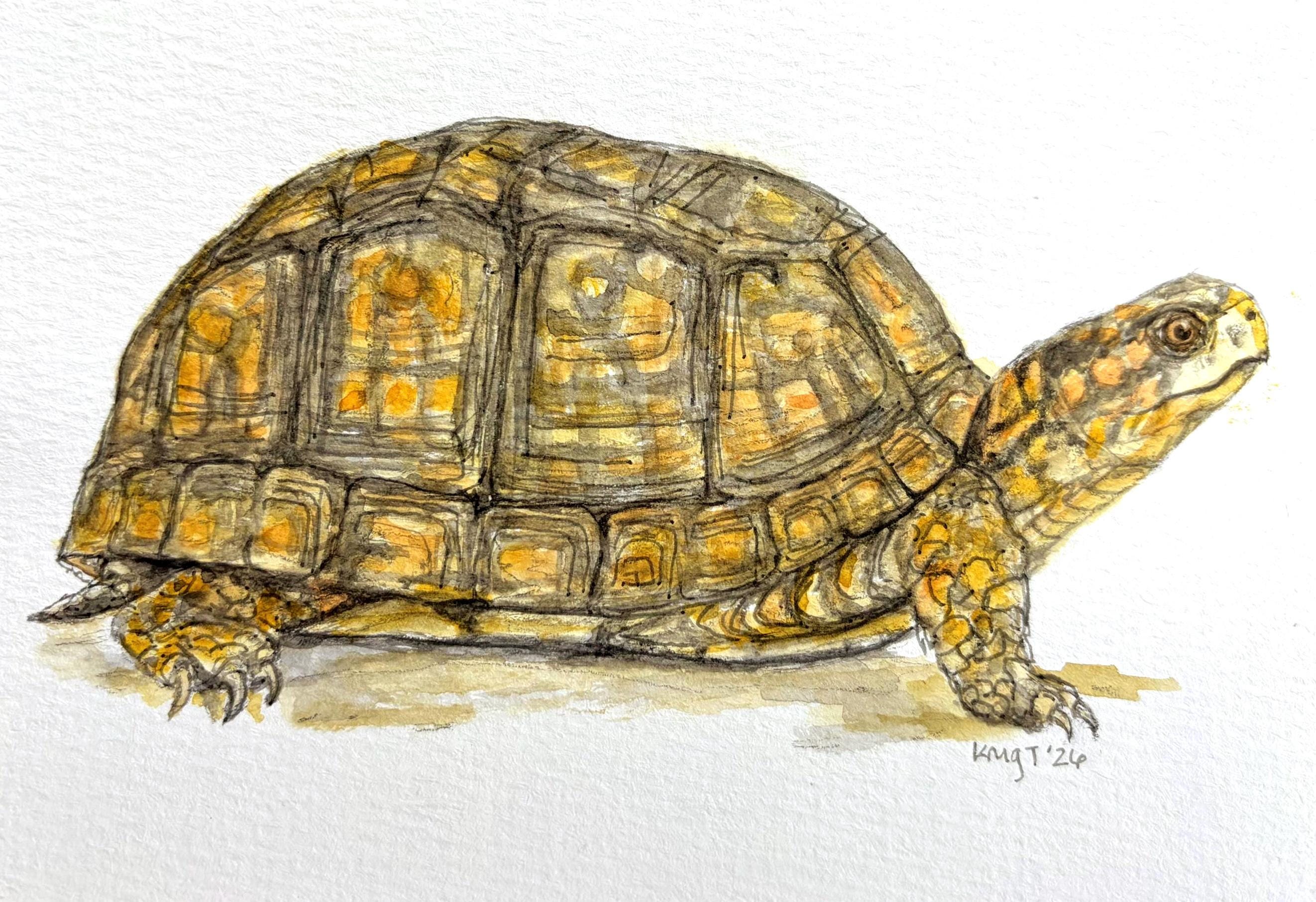 Box Turtle Original Artwork - Etsy