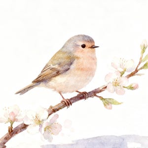 Puede incluir: Pintura a la acuarela de un pequeño pájaro posado en una rama con flores blancas. El pájaro tiene un cuerpo marrón claro y melocotón con una cabeza gris. La rama y las flores están detalladas sobre un fondo blanco.