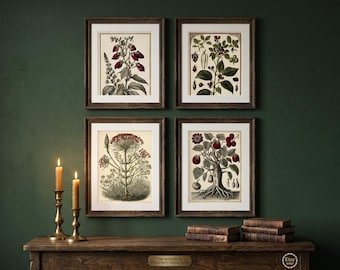 Dark Academia Poison Garden Print Set of 4, Deadly Nightshade Botanical Wall Art, Gothic Herbarium Etching, Vintage Herb Printable Art