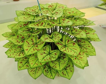 Bulbos de Caladium Cranberry Star: elegante follaje perenne de oreja de elefante para jardín.