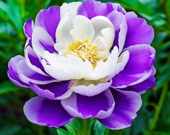 Semillas de peonía doble: flores raras, de variedad antigua y no transgénicas.