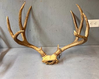 42 cm langes Maultier-Hirschgeweih