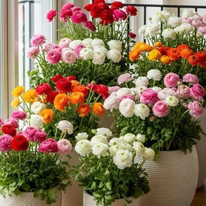 Könnte beinhalten: Eine Sammlung von Topf-Ranunkelblumen in voller Blüte, die eine lebendige Farbpalette von Rot, Rosa, Orange, Gelb und Weiß zeigen. Die Blumen befinden sich in weißen, strukturierten Töpfen und bilden eine ansprechende Darstellung.