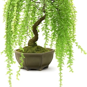 Dwarf willow - Etsy 日本