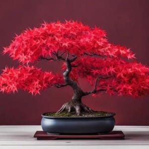 Dwarf Japanese Red Linear Leaf Maple Seeds – Acer Scolopendrifolium Bonsai Tree Seeds