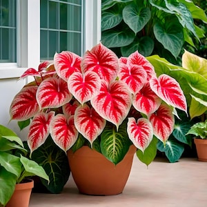 Bulbos de Caladium Crimson Sky: una planta tropical de follaje intenso y sombra