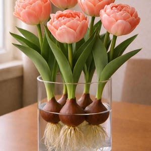 Könnte beinhalten: Eine klare Glasvase enthält sechs pfirsichfarbene Tulpen mit grünen Stielen und Blättern. Die Zwiebeln sind sichtbar, in Wasser getaucht, mit nach unten verlaufenden Wurzeln. Die Vase steht auf einer Holzoberfläche, mit einem Fenster und einem Stuhl im Hintergrund.