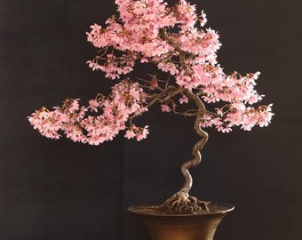 Japanese Cherry Blossom Bonsai Seeds – Sakura Flowering Tree for Indoor/Outdoor Gardens