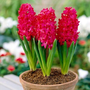 Könnte beinhalten: Drei leuchtend rosa Hyazinthenblüten in einem Terrakotta-Topf. Die Blüten sind in voller Blüte, mit dicht gepackten Blütenblättern. Lange, grüne Blätter wachsen aus der Erde. Der Hintergrund ist verschwommen, was auf einen Garten hindeutet.