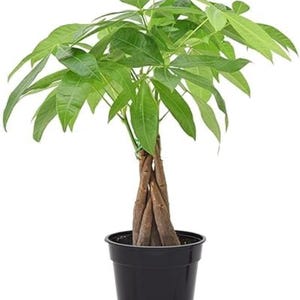 Money Tree Pachira Aquatica – Live Indoor Houseplant, 4" Pot, Braided Trunk