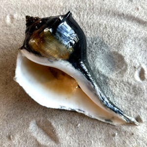 May include: A large, glossy seashell with a black and white exterior and a cream-colored interior. The shell is resting on a sandy surface, showcasing its natural beauty and intricate details.