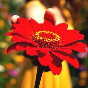 Può includere: Un vibrante fiore rosso con un centro giallo è teso verso l'osservatore. Il testo "THE MAGICAL GARDEN Guided Meditation for Stress Relief" è in basso nell'immagine. Lo sfondo è sfocato, con una persona in un vestito giallo.