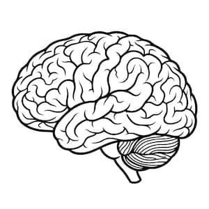 Può includere: Un'illustrazione in bianco e nero a tratto di un cervello umano visto di profilo. Il disegno presenta spessi contorni neri che definiscono la struttura complessa e pieghettata della corteccia cerebrale e del cervelletto alla base.