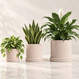 May include: Three cylindrical plant pots in a light beige color, each featuring a textured, diagonal ribbed pattern and a matching saucer. The pots contain a trailing pothos, a tall snake plant, and a peace lily with two white flowers.