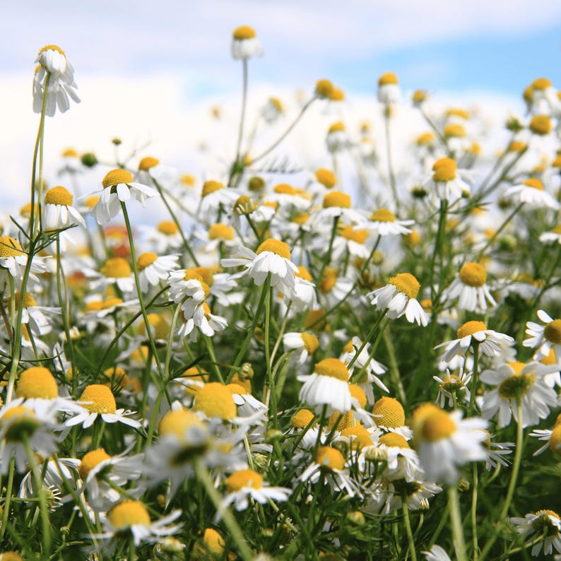 May include: A field of chamomile flowers with white petals and yellow centers. The flowers are in full bloom, with many in focus and others blurred in the background. Green stems and leaves are visible, set against a blue sky with clouds.
