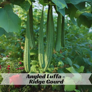 Angled Luffa Ridge Gourd Seeds – Nutrient-Rich Edible Culinary Vegetable