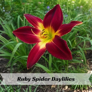 May include: A Ruby Spider daylily flower with six long, pointed petals in a deep burgundy red color, featuring a bright yellow throat and center. The text Ruby Spider Daylilies is printed in black across the bottom of the image.