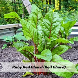 Ruby Red Chard Seeds - Beta vulgaris - Red Swiss Chard - Deep Crimson Stems - Leafy Green Vegetable Garden Crop