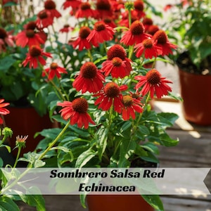May include: A close-up of a potted plant with vibrant red flowers. The flowers have a prominent central cone and downward-facing petals. The plant is labeled "Sombrero Salsa Red Echinacea."