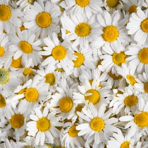May include: A close-up shot of a collection of white daisy flowers with bright yellow centers. The petals are white and slightly curved, creating a full, textured appearance. The daisies are densely packed together, filling the frame.