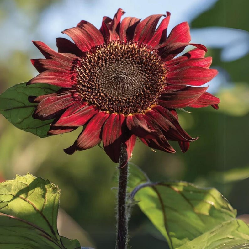 Red Hedge Sunflower Seeds - Helianthus Flowers - Deep Red Border ...