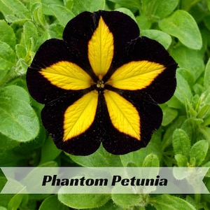 May include: A close-up of a Phantom Petunia flower. The flower has a black base with five yellow petal-like markings. The flower is surrounded by green leaves. The text "Phantom Petunia" is displayed at the bottom.