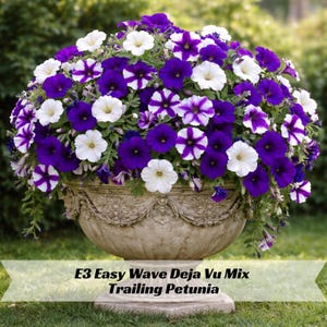 May include: A large stone planter overflowing with vibrant trailing petunias. The flowers display a mix of deep purple, white, and purple-and-white striped blooms. The planter has an ornate design and sits on a square base. Text on the image reads "E3 Easy Wave Deja Vu Mix Trailing Petunia."