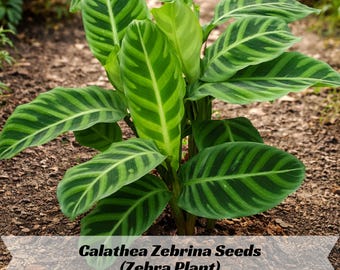black leaves on dieffenbachia 21” Dieffenbachia Artificial Plant in Black Planter main image 0