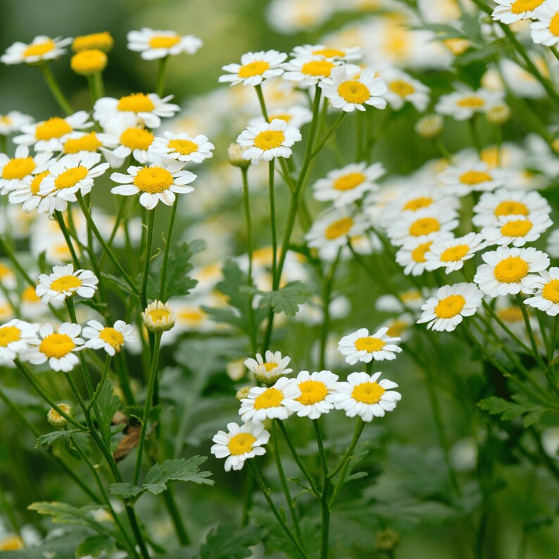 May include: Close-up of a cluster of white and yellow daisy-like flowers. The flowers have white petals surrounding a bright yellow center. Green stems and leaves are visible in the background, creating a natural, floral theme.