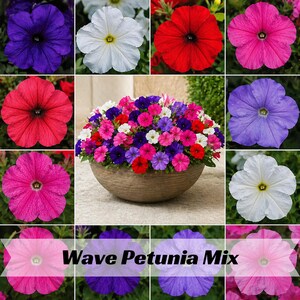 May include: A collage of colorful Wave Petunia flowers in various shades of purple, pink, red, and white. The flowers are arranged in a decorative pot, with the text "Wave Petunia Mix" displayed across the bottom.