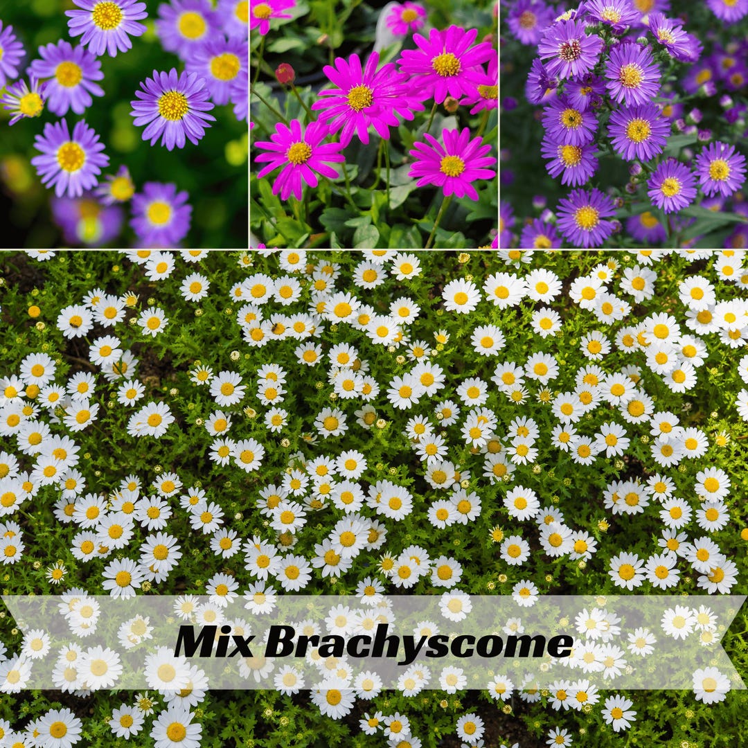 Brachycome Splendor Splendor Mix Brachyscome Seeds – Swan River Daisy – Vibrant Multi-color ...