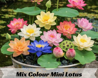 Mix Colour Mini Lotus Seeds – Vibrant Pink, White, Yellow Blooms – Compact Water Garden Flower for Pond, Container, Aquatic Display