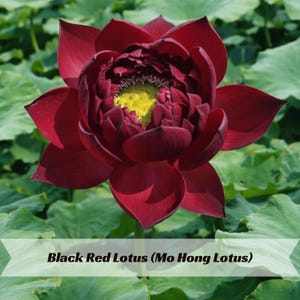 Black Lotus Plant - Etsy