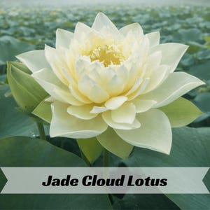 Jade Cloud Lotus Seeds – Elegant Green and White Blooms – Water Garden Flower for Pond, Container, and Aquatic Display