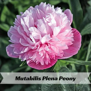 May include: A close-up of a fully bloomed Mutabilis Plena Peony. The flower has layers of soft pink petals with a darker pink edge. The center of the flower is a lighter pink. The background is blurred green foliage. The text "Mutabilis Plena Peony" is displayed.