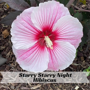 Starry Starry Night Hibiscus Seeds – Hardy Swamp Perennial, Purple White Blooms