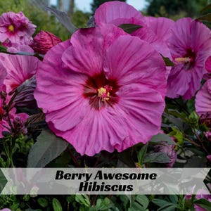 Summerific Berry Hibiscus Seeds - Hibiscus - Hardy Perennial - Large Summer Blooms - Garden Flower - Moisture Loving Plant